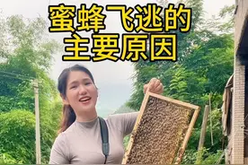 蜜蜂飞逃的主要原因 为什么你的蜜蜂不喂不跑一喂反而跑了，那是因为你犯了以下这几个错误，只要你避开这几个错误，保证你的蜜蜂会下定决心和你私定终身，视频有点较长，请你耐心的看完，在帮忙点个免费的红心和关注，首先第一个，喂蜂之前。一定要检查一下你的蜂群巢皮上有没有幼虫，如果蜂群停产了，没有子脾，大家都知道段子的蜂不稳定，容易逃跑。如果你的蜂群断子了，但是由于外界下雨，它缺蜜想跑没体力没干粮跑不动。那么这个时候，你直接给他喂个一两斤，蜜蜂吃不完就会把蜜存到巢房里，等过两天天晴了，蜂群起了应激反应，就带着干粮直接飞逃了，最后好心办成了坏事，所以说喂蜂之前一定要看一下这个蜂巢上啊，有没有子脾。如果没有子脾，就喂蜂蜜或白糖水一定要晚上，固体饲料可以白天喂，开始少喂一点，就是每一次给他喂个半斤。不要超过半斤，就一点点让它有吃，但是又吃不饱。这种情况下，你连续奖励3天到5天，它就恢复产卵了。如果你的蜂群是有子皮正常繁殖，只是脾上连水蜜都没有。已经弹尽粮绝了，那么这种情况下，你可以一次性喂个一斤两斤。这叫补充饲喂。补充饲喂就是蜜蜂在大量的繁殖，刚好缺蜜。这个时候我们可以一次性喂个一两斤。所以两种不同的状态啊，饲喂蜜蜂方法也是不同的，喜欢这款蜂粮的朋友可以点击这里哦#阅森望远镜 #阅森守护者 #蜜蜂 #养蜂人  #农村生活 @蜂妹子小号 @DOU+小助手 @抖音创作小助手 @创作灵感小助手视频封面
