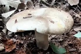 如何识别蘑菇有毒？ 一朵蘑菇价值162024元！什么蘑菇这么贵？火炭菌（包含亚稀褶红菇）是一个多物种复合群，甚至民间采蘑菇高手也防不胜防。四川的梅子菌你吃过吗？如何才能做到远离毒菌？不认识的蘑菇不要采，跟着博主了解菌物科学看博主的“蘑菇识别图鉴合集”。时间长了自然能一眼认毒蘑菇。又到采羊肚菌的季节，假羊肚菌你能分清吗？。#自然奇境科普季 #自然给你点颜色看看 #春日盛放 #毒蘑菇#捡菌子