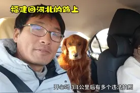 狗狗陪主人自驾两千公里回家过年，明天再次长途跋涉返回福建视频封面