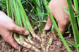 端午节传统习俗中挂在门口的，其实就是这种菖蒲 #内容启发搜索视频封面