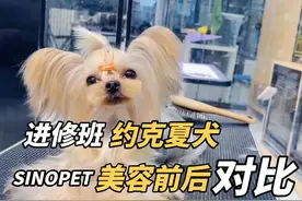 萌系进修班学员约克夏犬美容前后对比。#约克夏犬 #宠物美容培训