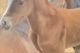 马妈妈不是不在了 它只是换了个地方守护你😔#我的观影报告哭着剪完的视频 #爱马人