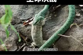 壁虎和毒蛇视频封面