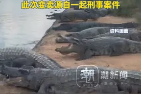 深圳一法院400万元起拍100吨活鳄鱼，需“上门提货” 自行抓捕运输，已有2000余人围观，此次变卖源自一起刑事案件视频封面