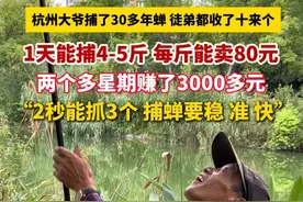 #杭州 大爷捕了30多年#蝉，徒弟都收了十来个，1天能捕4-5斤，每斤能卖80元，两个多星期赚了3000多元。#夏天#蝉鸣视频封面