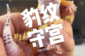 饲养豹纹守宫小百科，不要只看它们的缺点！ #豹纹守宫 #爬宠日常 #睫角守宫 #异宠 #神奇动物在抖音视频封面