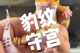 饲养豹纹守宫小百科，不要只看它们的缺点！ #豹纹守宫 #爬宠日常 #睫角守宫 #异宠 #神奇动物在抖音