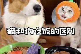 猫和狗吃饭的区别 #猫狗双全 #猫狗同养 #干饭最积极的小猫 #狗狗吃饭