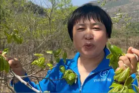 #记录农村真实生活 农村遍地都是宝，简简单单的柿子叶炒成茶，男女老少都可以喝的！！！#柿子叶的妙用 #柿子叶茶的做法 #我的乡村生活