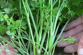 农村人在春天忙着采摘水芹菜，你认识它吗 #内容启发搜索 #三农 #植物科普视频封面