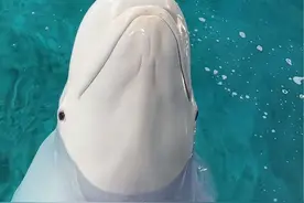 #白鲸 安迪夸我喽！！😝@三亚·亚特兰蒂斯 #动物的迷惑行为 #神奇动物在抖音 #安迪蒂娜在亚特