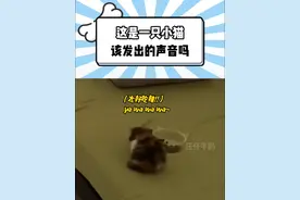 当小猫吃到超级好吃的猫粮... #猫 #可爱 #宠物