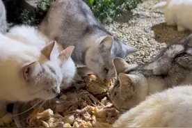 它们是我种的玫瑰，愿它们在这片人间沃土，自由生长，肆意绽放#流浪动物救助#打包剩菜#RNW鼻贴视频封面