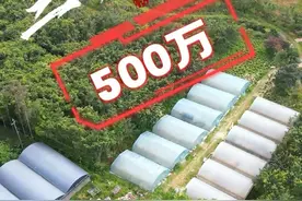 3个月产出500万的惠州博罗马蜂养殖场是怎样做到的？关注我 #惠州 #胡蜂养殖 #胡蜂 #三农养殖 #蜂王视频封面