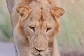 小蜜獾被妈妈抛弃，不料外出捕猎的雄狮发现了它 #内容启发搜索 #强烈推荐 #野生动物零距离 #狮子 #蜜罐视频封面