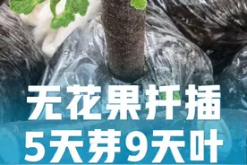 无花果扦插5天爆芽9天长叶，新的3个扦插好方法 #盆栽无花果视频封面