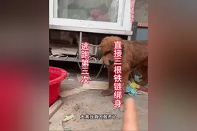 藏獒再次逃跑出门，吓到路人#我和狗狗的故事 #救助 #流浪 #日常生活 #流浪狗视频封面