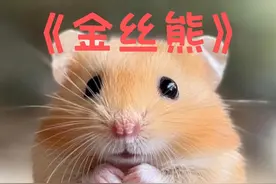 #金丝熊 #养鼠日常分享 #萌宠出道计划 #神奇动物在抖音 金丝熊，最大的仓鼠