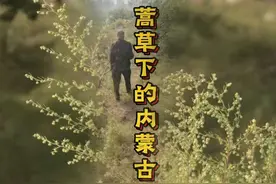 沙退了，鼻炎来了！内蒙古蒿草的“双面人生” #治沙工程 #鼻炎
