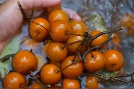 户外趣味知识第94集 大冬天，山里野果正甜 很多人可能觉得冬天的山里光秃秃啥也没有，其实恰恰相反，冬天才是山里野果最甜的时候#大自然的馈赠 #大山里的味道 #家乡野果 #我的乡村生活 #童年味道