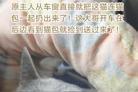 这蓝猫的原主人太不够揍了，连猫和猫包直接就从车里扔出来了！这位好心的大哥开车在后边看到了，就把猫放在车上，继续跑业务！可是自己没法养，放在车上也不是个事儿，又心软，不舍得放出去！就在抖音上找到我给我！我说你把猫送过来吧，这大哥太有大爱了！向这只被原主人遗弃的蓝猫伸出援助之手！#猫咪 #我和流浪猫的故事 #蓝猫 #给流浪猫一个家 #关爱流浪猫视频封面