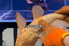 泰坦炮弹VS巨型清道夫！#动物世界 #泰坦炮弹鱼 #神奇动物视频封面