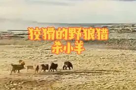 狡猾的野狼偷袭羊群#野生动物零距离 #动物的迷惑行为 #神奇动物在抖音