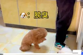 狗也怕臭 #创作灵感 #狗子成精了 #监控下的一幕 #萌宠成精了 #给小狗急到快会说话了视频封面