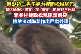 西湖边松鼠被伤害事件，官方发布情况说明。#杭州视频封面