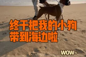 一波三折，我终于把我的小狗们，带到海边啦。#拳师犬阿卢 #携宠出游 #萌宠vlog #萌宠出道计划