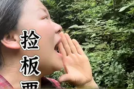 今天又收获了一篮子的板栗！感觉每次上山都充满了期待，不是物品的本身价值有多高！而且它带来的惊喜和情绪价值！#毛栗子 #秦岭