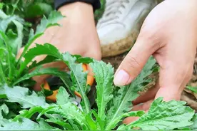 以前常被用来喂猪的小蓬草，又称小飞蓬，农村人常把它采收回家 #内容启发搜索视频封面