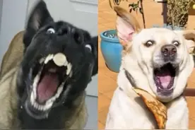 狗界卧龙凤雏，拉布拉多六年接不住食物，马犬则守猪待吐绝不浪费#拉布拉多 #马犬 #这狗成精了 #家有傻狗 #萌宠出道计划