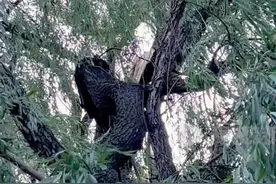 洛阳今天持续大风 有树被吹倒、吹断，行人抱着路灯杆抵挡#河南dou知道 #洛阳同城