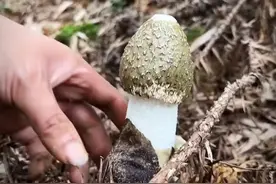 户外趣味知识第100集 草八珍 草八珍中，七种都是菌类，感觉不是很权威的样子。如果让你评草八珍，你会怎么选？ #大山里的味道 #大自然的馈赠 #山野自然 #原生态原滋味 #我的乡村生活