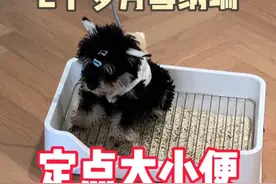 上门训练2个多月雪纳瑞多米定点大小便 #南宁训犬#南宁上门训犬#狗狗定点大小便 #教狗狗定点上厕所 #狗狗定点上厕所视频封面