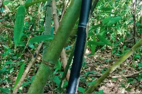 #仙人杖#神奇宝贝 #宝贵中药材 #科普一下 #长长见识  让大家长长见识，认识一下一种神奇中药材：仙人杖，可以单方入药，可以保命对某症有奇效。所以简单给大家科普一下，说不定能帮助到你，或你身边的朋友。大家感兴趣的，可以自己百度深度去了解神奇中药材：仙人杖。 仙人杖是苦竹或淡竹等枯死的幼竹，它无枝无叶，腐而不烂，枯死而不倒，通体乌黑发亮。仙人杖是枯竹，由于年深月久内部已经腐蚀殆尽，只留下了薄脆如纸的竹子外皮，非常神奇它乌黑发亮有油漆光泽。 为什么称它仙人杖呢？因为普通的竹子坚实有韧性，可以供人做手杖，而这乌黑发亮的枯竹薄脆空，易碎易折，常人无法用来当拐杖，只有仙人才能用它当拐杖用，所以称：仙人杖。另外称它：仙人杖是因为它有神奇的药效，可以救人于生死之间，有仙丹妙药的意思，杖是辅助依杖的意思。 仙人杖，你认识了吗？