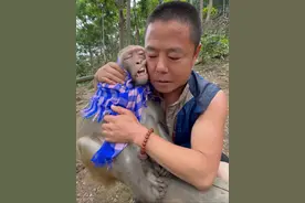 这友情可不是一朝一夕处出来的 #猴子 #专业动作请勿轻易模仿 #这操作都看傻了