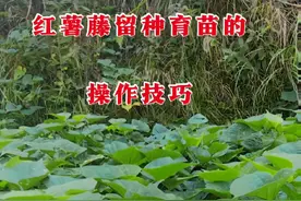红薯藤留种育苗的操作技巧。#每天分享蔬菜种植技巧 #关注我一起学种菜 #分享农业知识帮农民增产增收 #红薯种植 #红薯育苗