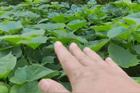 红薯藤留种育苗的操作技巧。#每天分享蔬菜种植技巧 #关注我一起学种菜 #分享农业知识帮农民增产增收 #红薯种植 #红薯育苗