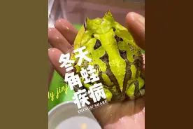 如何识别和治疗角蛙常见疾病！ #角蛙 #角蛙饲养方法 #爬宠 #角蛙日常 #神奇动物在抖音