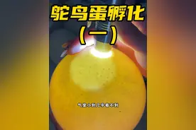 惦记了很久的鸵鸟蛋，终于顺利孵上了#人工孵化 #鸵鸟蛋孵化 #鸵鸟蛋有多大 #鸵鸟蛋3斤重一个 #鸵鸟蛋