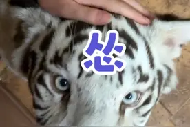 今天没收作案工具#宫百万 #白虎