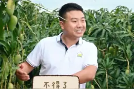 现在的台农有三块一，已经是很稀少的价格了！比很多金煌卖的还好！属实不容易！所以说，好果有好价！#芒果种植技术 #芒果果期管理 #果树种植视频封面