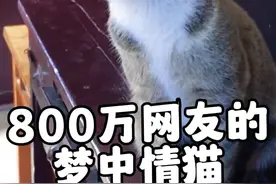 全网公认最聪明的猫“大咪”，被800万网友奉为梦中情猫 #田园宝贝儿 #萌猫趣事 #这猫成精了 #大咪 #狸花猫