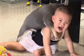 7月3日（采访时间），山东临沂。宝宝：让你没有边界感，这下老实了吧！#萌娃和萌宠 #宝宝和狗