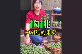 构桃煮水泡酒好喝又健康#构桃 #你家乡也有这种植物吗 @湖心山货