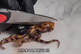 蓝环章鱼 没有天敌的蓝环章鱼还是倒在了日本海当中