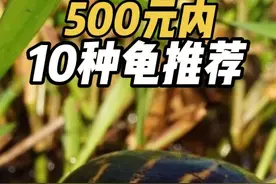 100-500元价位龟类推荐 本期视频综合了价格、饲养难度、成体尺寸视频封面