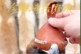 金雕捕猎野狼竟然会是如此简单#野生动物零距离 #国外合法狩猎 #金雕 #野狼 #内容启发搜索